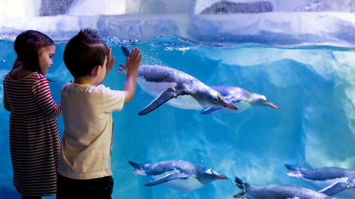 Kinder beobachten Pinguine im London Aquarium