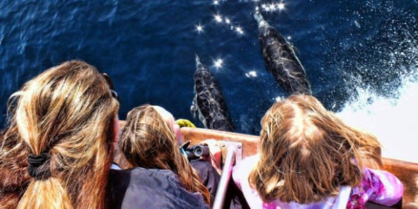 Avistamiento de ballenas y delfines en Newpot Beach. Excursiones desde Los Ángeles.