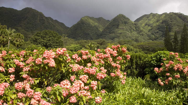 The Lyon Arboretum botanical garden in Hawaii