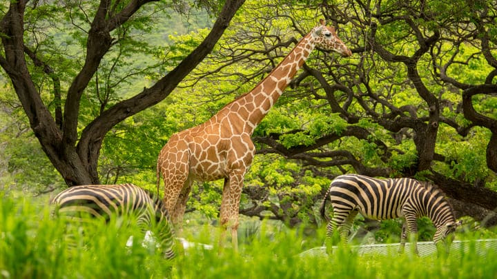 Zebras and a giraffe at Honolulu Zoo