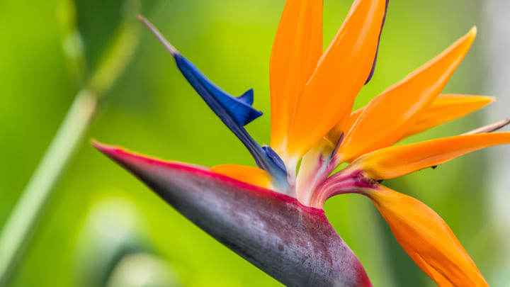 Colorful bird of paradise flower