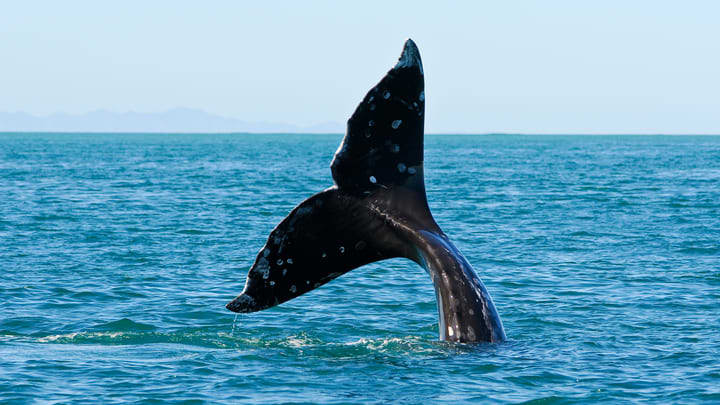 A gray whale's tail