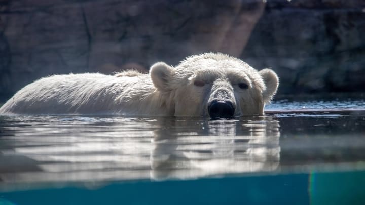 Polar bear in the water at San Diego Zoo