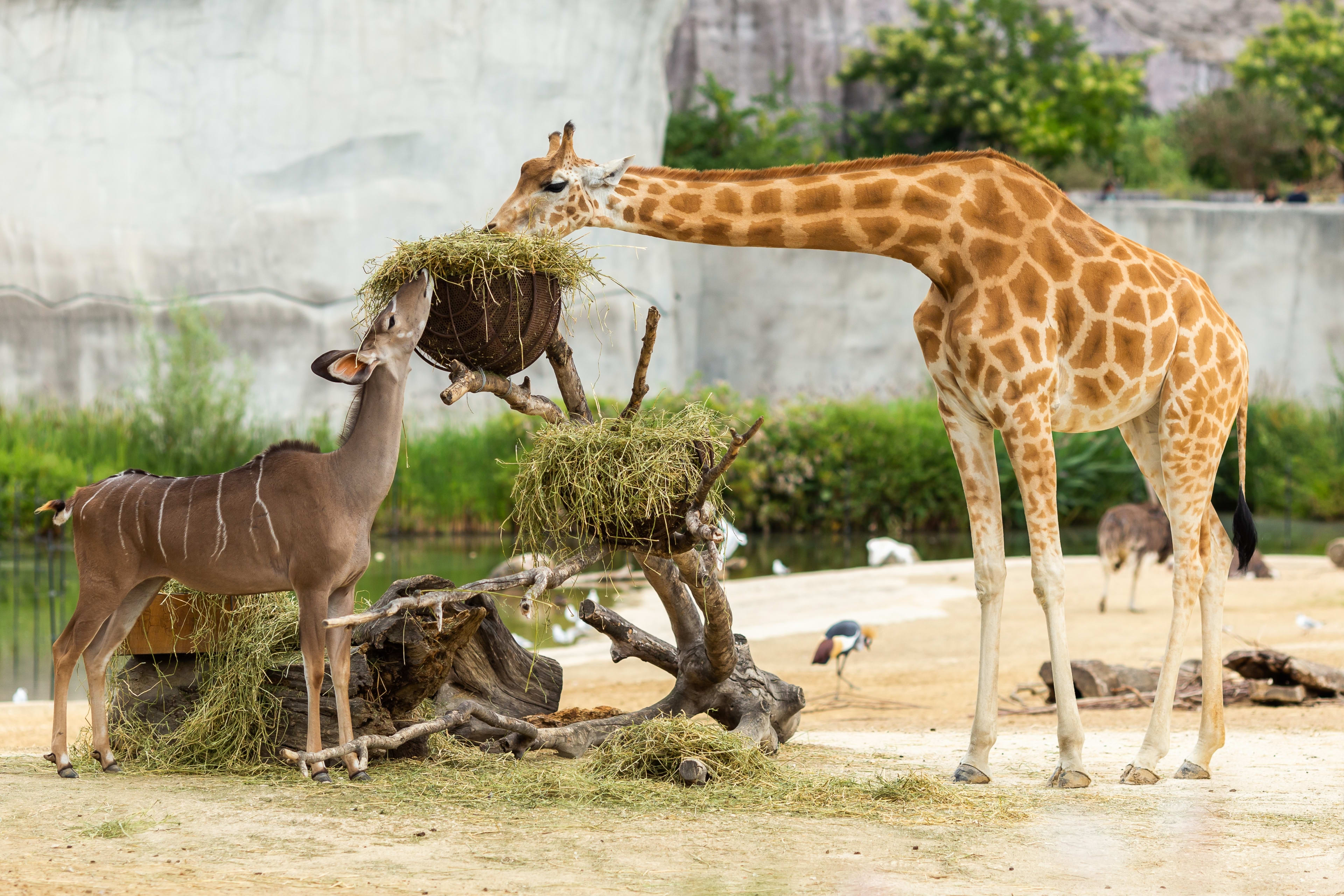 San Dieego Zoo vs Safari Park