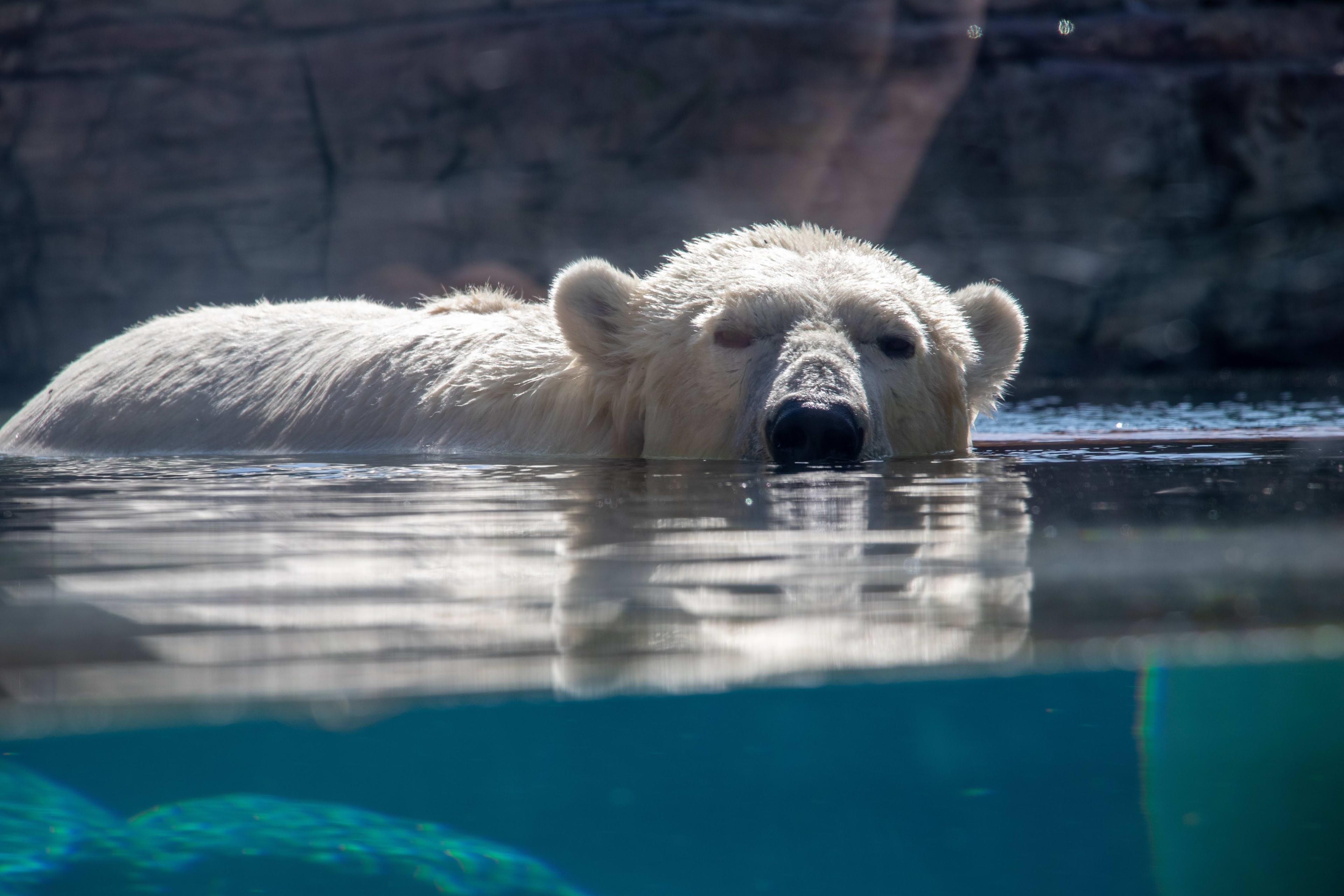 San Diego Zoo