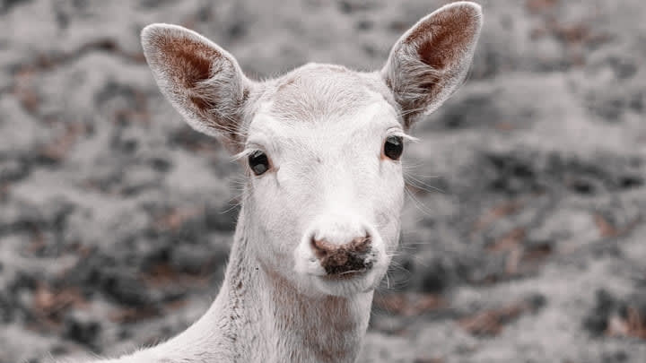 White fallow deer