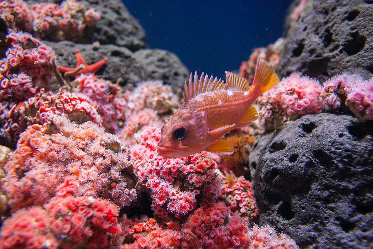 california academy of sciences