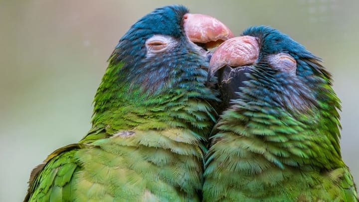 A pair of loved-up parrots