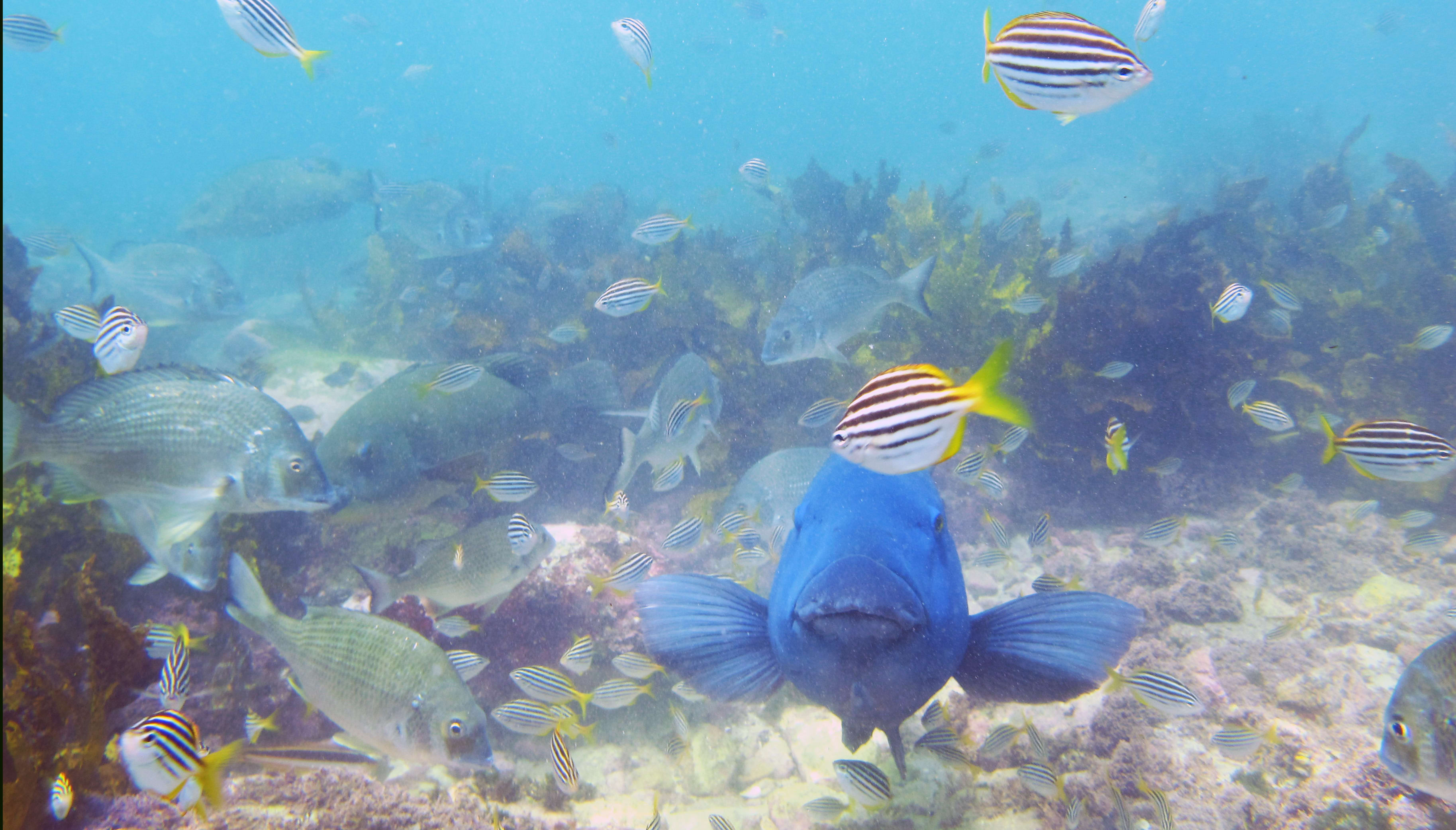 Snorkeling at North Shore beaches in Sydney