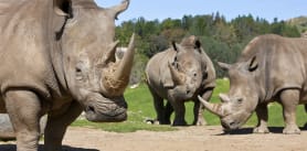 San Diego Zoo Rhinos | GO San Diego Pass