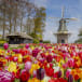 Keukenhof tulips in bloom with a traditional Dutch windmill in the background.