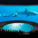 Aquarium of the Pacific tickets | GO Los Angeles Pass