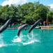 Flipper Dolphin Show