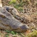 Gray Line Miami: Everglades Airboat Adventure Tour  | Go Miami Pass