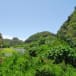 Waimea Valley 1