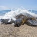 A green sea turtle in Hawaii.