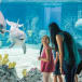 Seaworld | Go San Antonio Pass