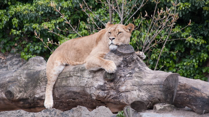 Image of Animal, Lion, Mammal, Wildlife, Tree, 