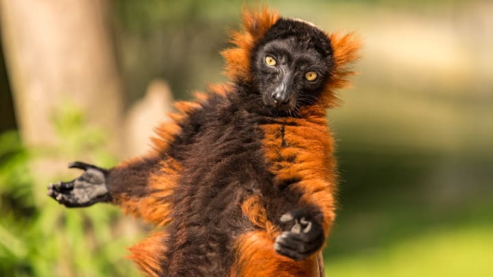 Image of Animal, Mammal, Monkey, Wildlife, Lemur, 