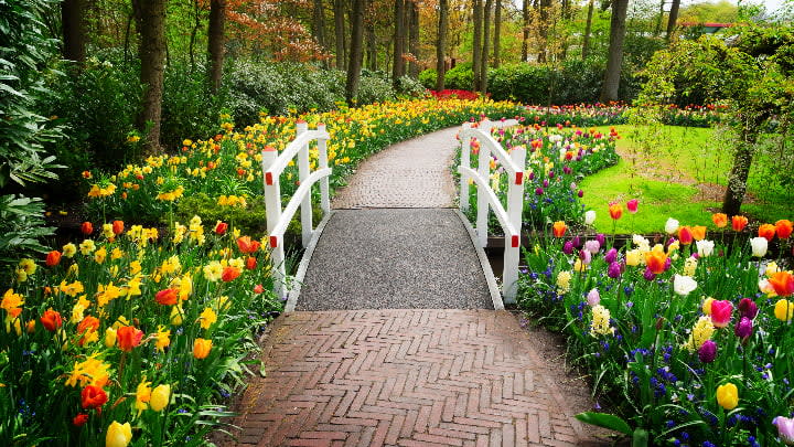 Image of Grass, Nature, Outdoors, Park, Garden, Spring, Path, Flower, Vegetation, Petal, 