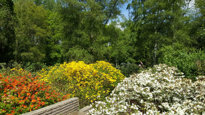 Image of Vegetation, Garden, Nature, Outdoors, Land, Tree, Woodland, Scenery, Field, Grassland, Grass, Park, Flower, Geranium, 