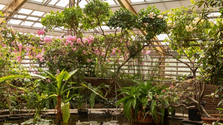 Image of Garden, Nature, Outdoors, Gardening, Plant, Vegetation, Potted Plant, Greenhouse, 