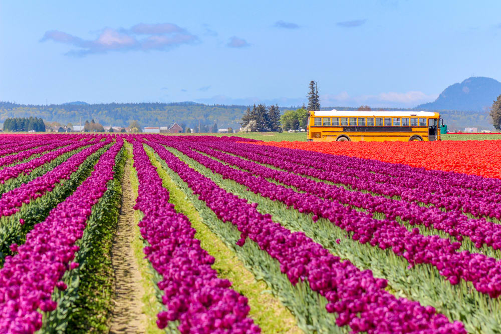 Image of Flower, Bus, Vehicle, Outdoors, Nature, Scenery, 