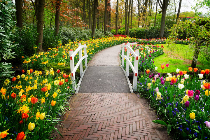 Image of Grass, Nature, Outdoors, Park, Plant, Garden, Path, Walkway, Flower, Tulip, 