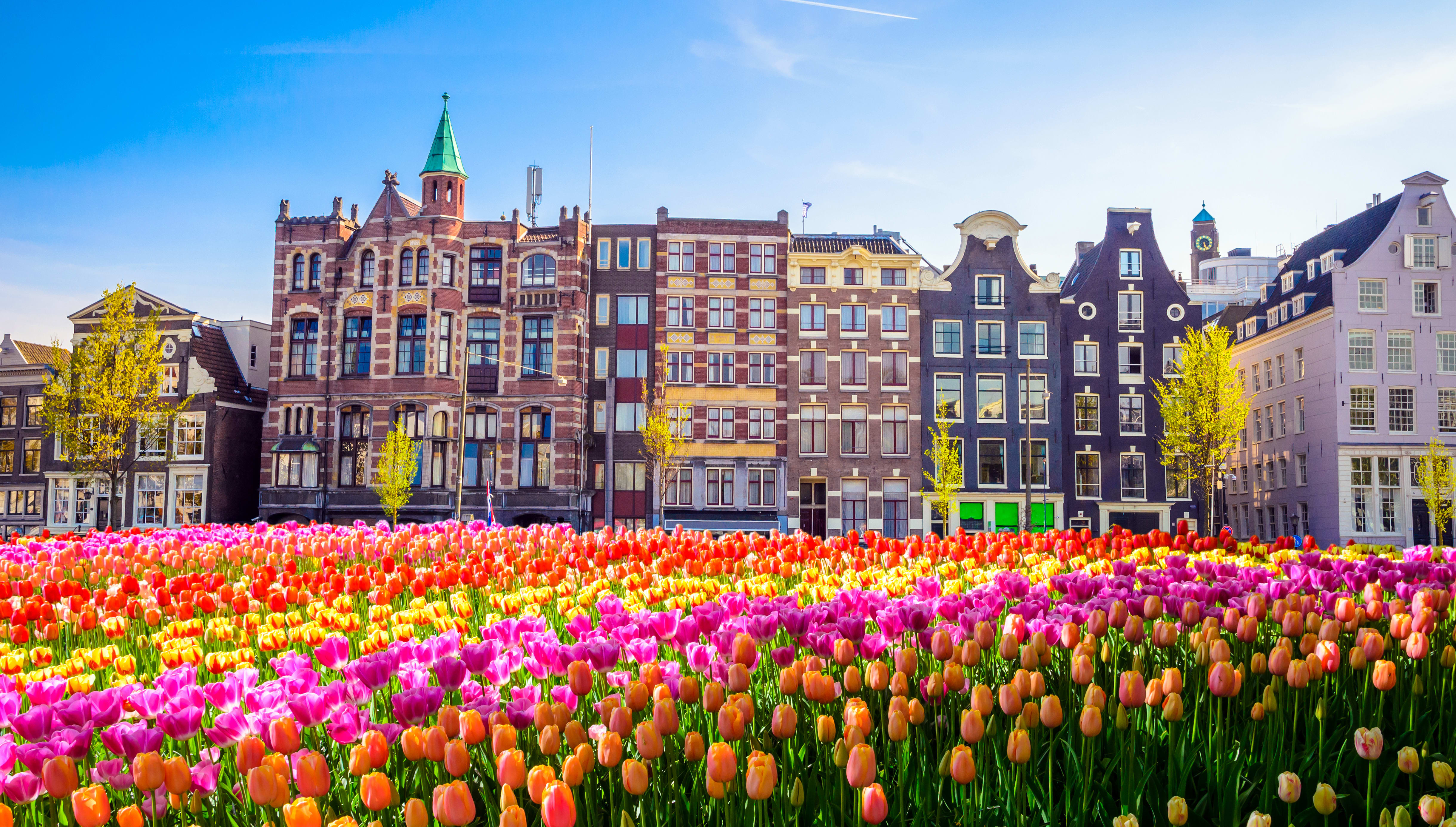 Image of City, Neighborhood, Urban, Metropolis, Flower, Nature, Outdoors, Spring, Tulip, 