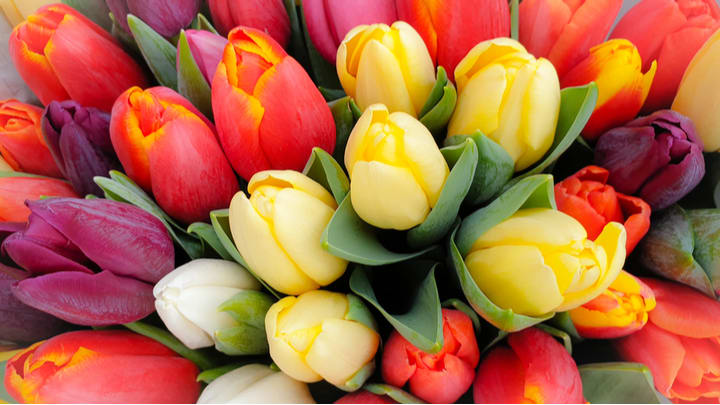 Image of Flower, Flower Arrangement, Flower Bouquet, Tulip, 