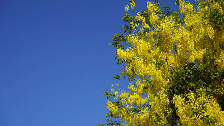 Image of Vegetation, Flower, 