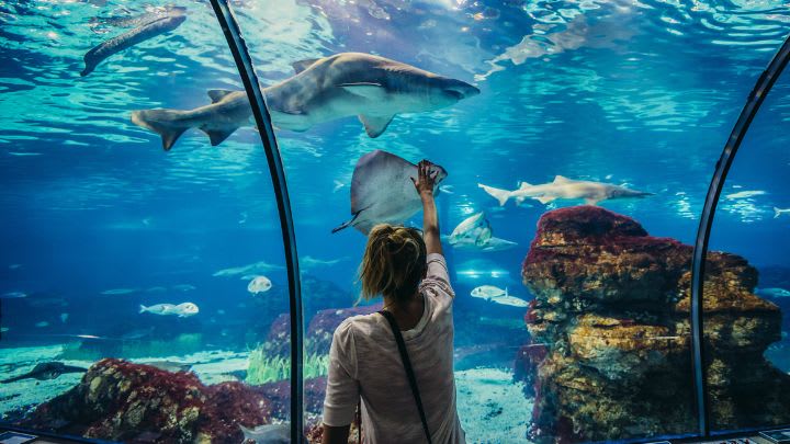 Image of Animal, Aquarium, Fish, Sea Life, Water, Aquatic, Adult, Female, Person, Woman, Outdoors, Nature, Shark, 