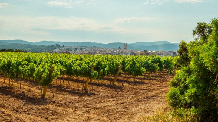 Image of Nature, Outdoors, Countryside, Rural, Farm, Soil, Vineyard, 