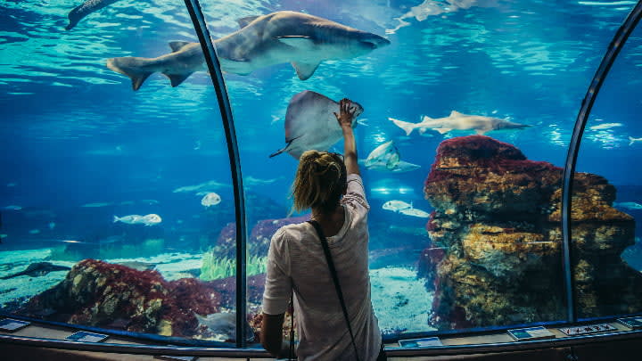 Image of Animal, Aquarium, Fish, Sea Life, Water, Aquatic, Adult, Female, Person, Woman, Outdoors, Shark, Nature, 