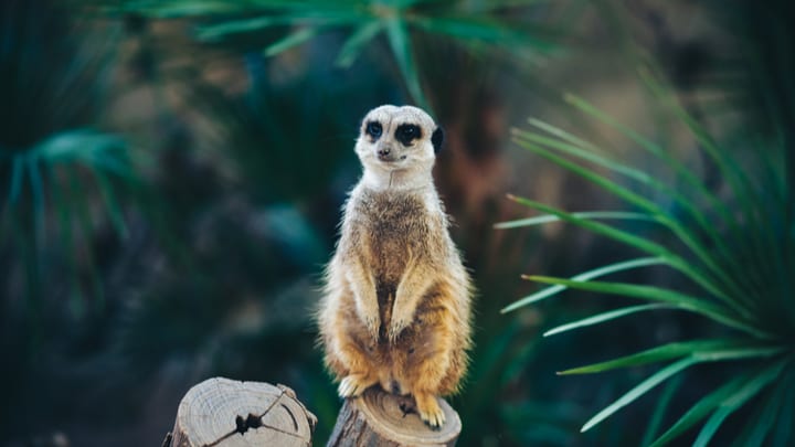 Image of Animal, Wildlife, Mammal, Meerkat, Bear, 