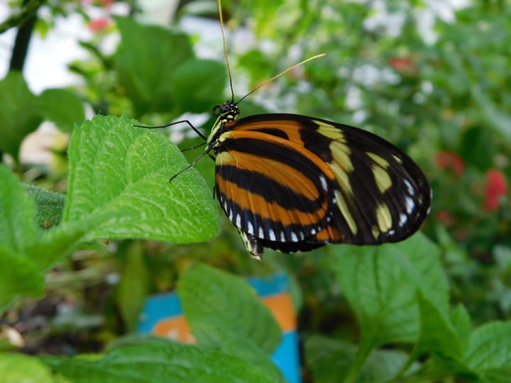 Image of Animal, Insect, Plant, Butterfly, Leaf, 