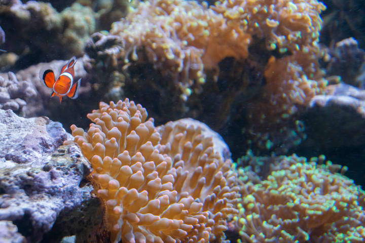 Image of Animal, Nature, Outdoors, Reef, Sea, Sea Life, Water, Coral Reef, Fish, Amphiprion, Aquatic, Sea Anemone,