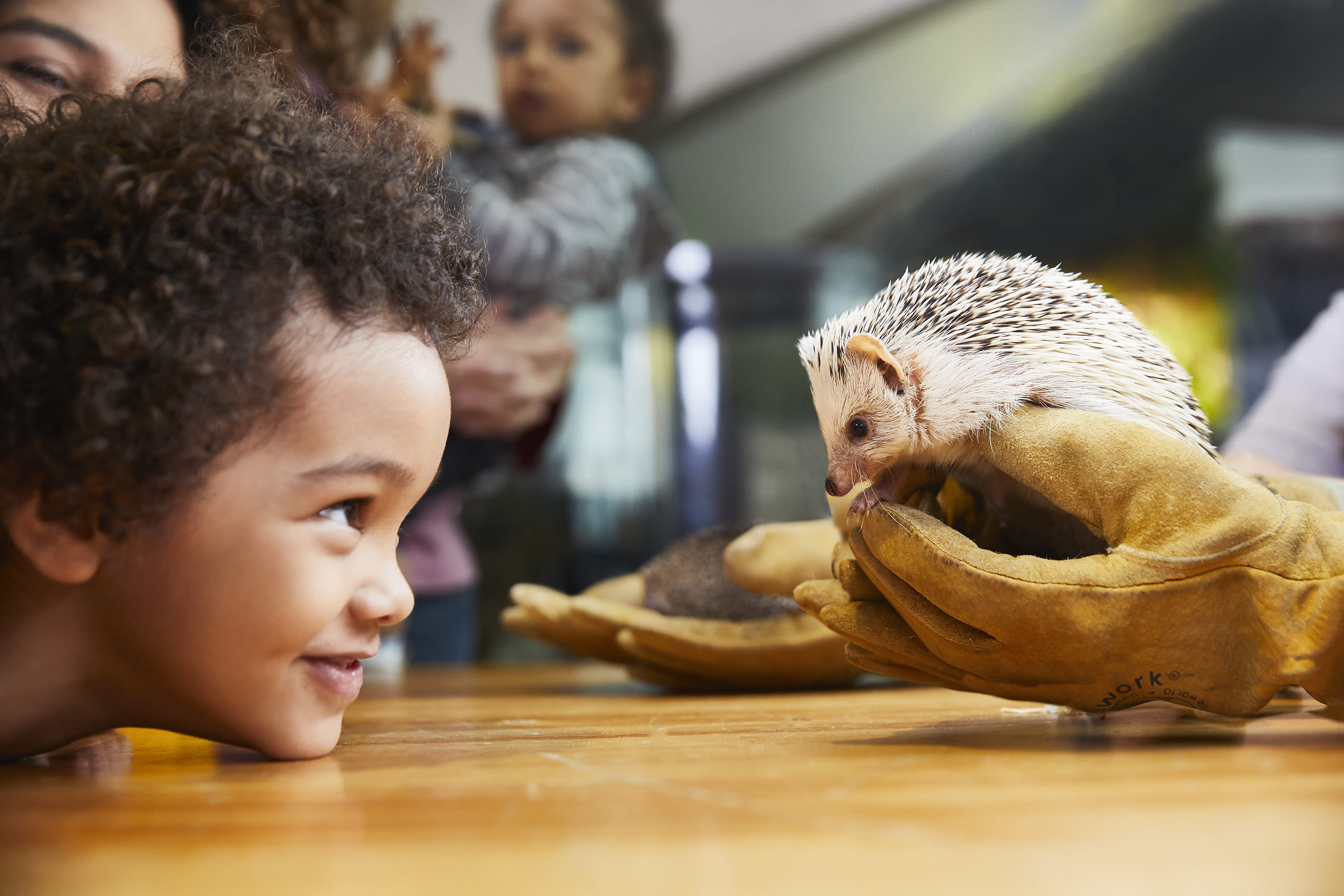 Image of Animal, Hedgehog, Mammal, Child, Female, Girl, Person, Face, Head, 