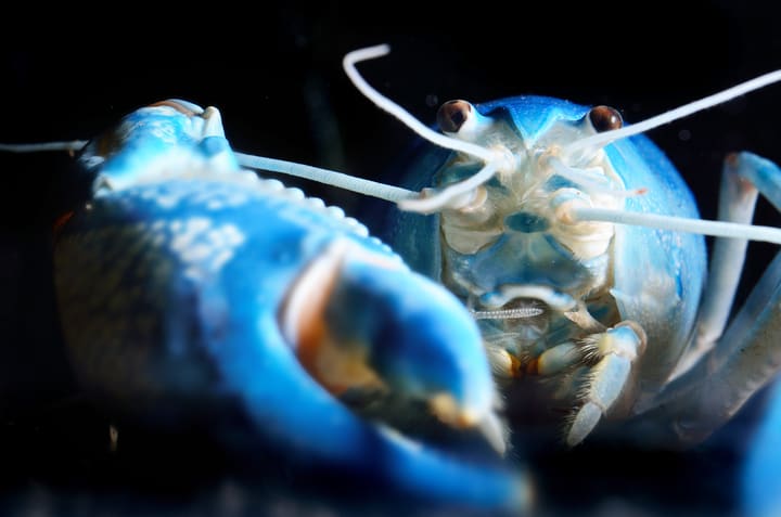Image of Food, Seafood, Animal, Fish, Sea Life,