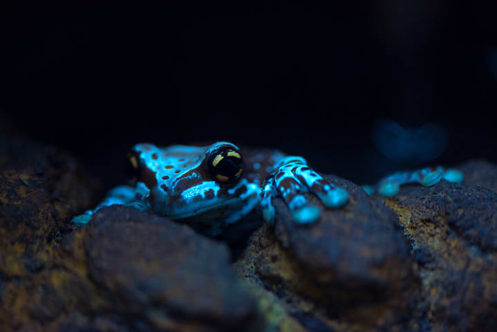 Image of Amphibian, Animal, Frog, Wildlife,