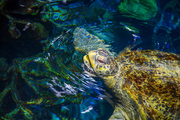 Image of Animal, Reptile, Sea Life, Sea Turtle, Turtle, Tortoise, 