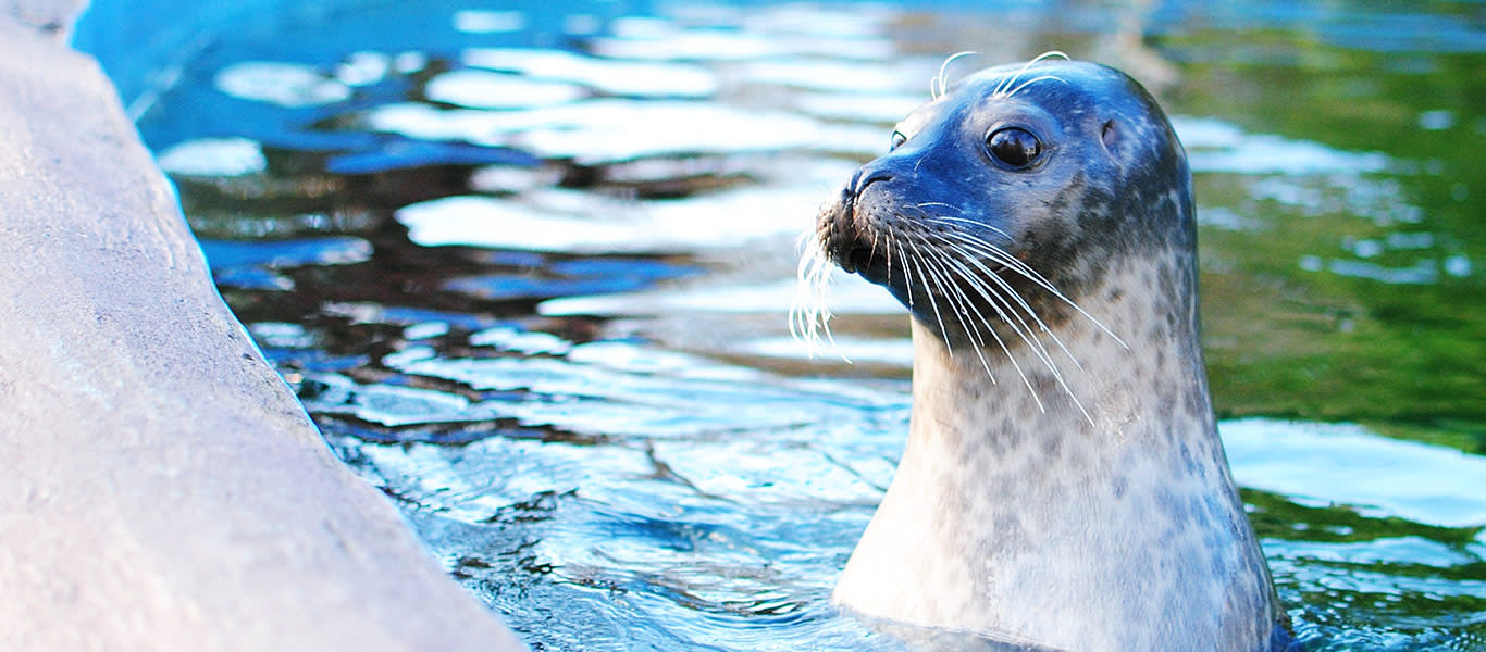 Image of Animal, Mammal, Sea Life, Seal, Sea Lion, 