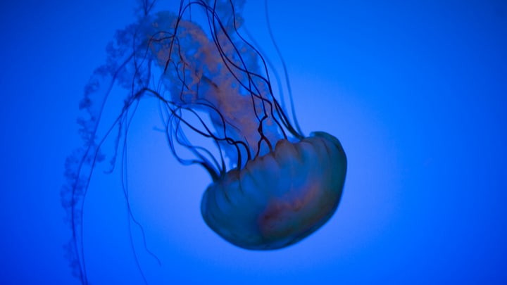 Image of Animal, Sea Life, Jellyfish, 