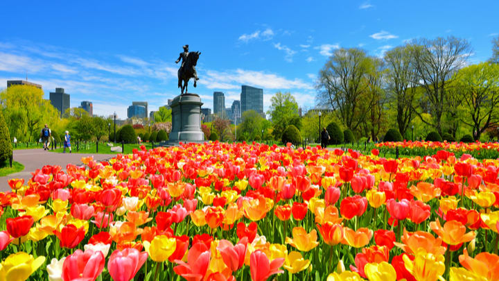 Image of Grass, Nature, Outdoors, Park, Flower, Scenery, Person, Spring, Tulip, 