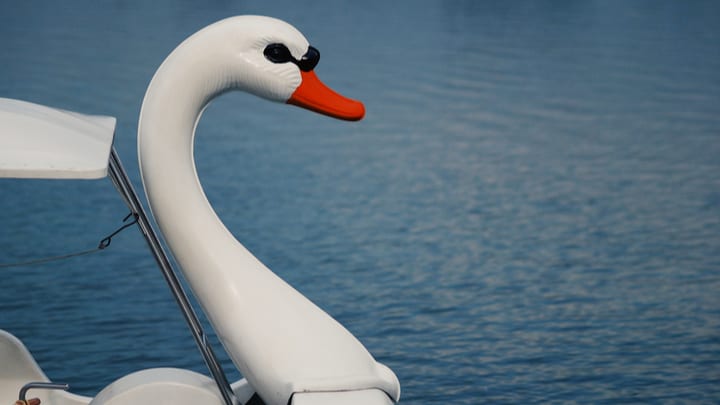 Image of Animal, Bird, Swan, 