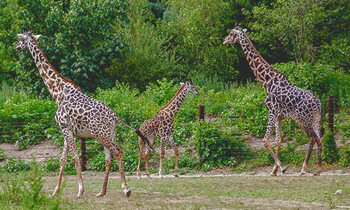 Things to Do in Boston Columbus Day Weekend 2017 - Attractions