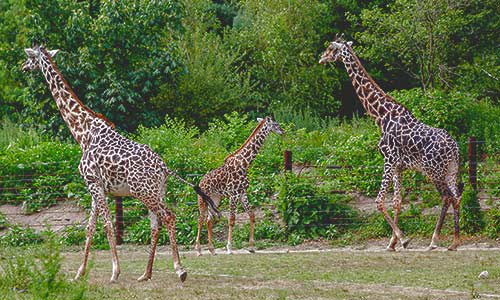 Image of Animal, Zoo, Giraffe, Mammal, Wildlife, 