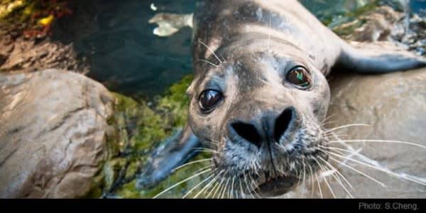 Image of Animal, Mammal, Sea Life, Seal, Kangaroo, Sea Lion, 