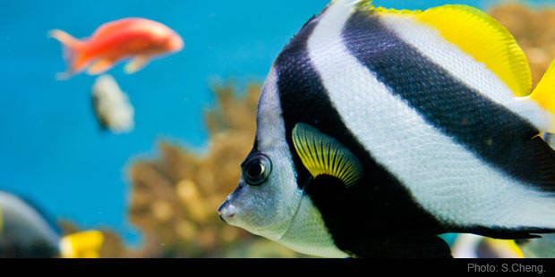 Image of Animal, Fish, Sea Life, Angelfish, Amphiprion, 