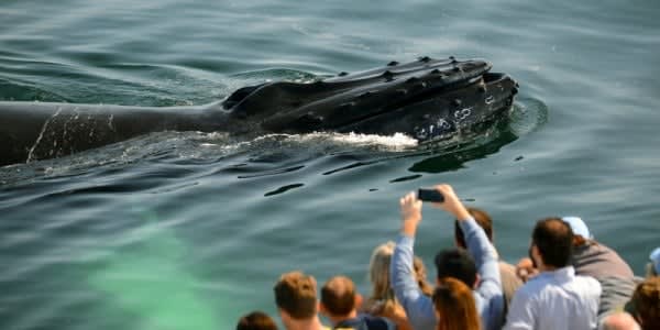 Image of Animal, Mammal, Sea Life, Whale, Adult, Male, Man, Person, Female, Woman, Boy, Child, 